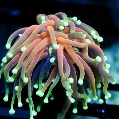 JC Eye Of the Tiger Torch