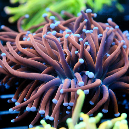 JC Goldie Locks Torch