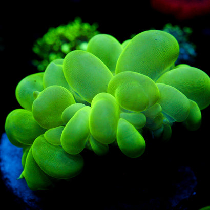 JC 2.5" Bubble Coral