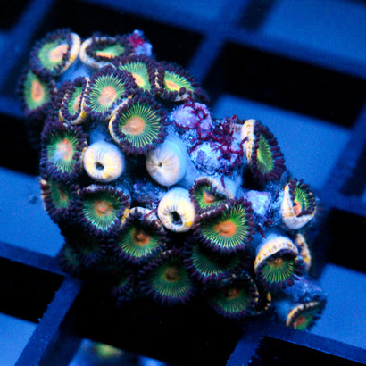 JC Gorilla Nipples chunk on Rock