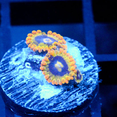 JC Rainbow Yoda Zoanthids