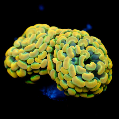 JC Golden Wonder Hammer