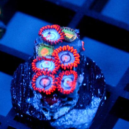 JC Edge of Reality Zoanthid mix