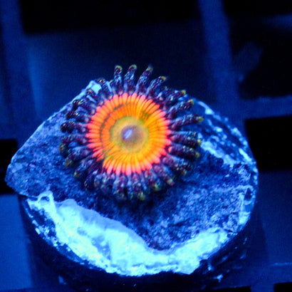 JC OG Sunny D Zoanthid