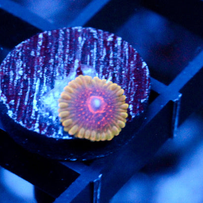 JC Predator Zoanthid