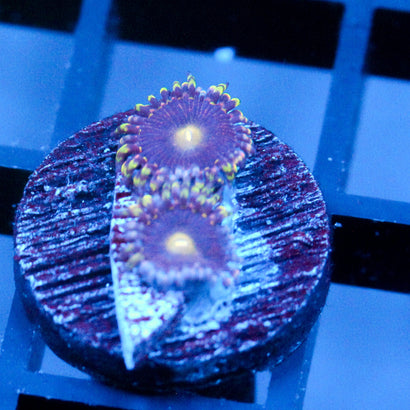 JC Bozos Birthday Zoanthid