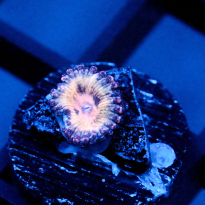 JC Strawberry Milkshake Zoanthid