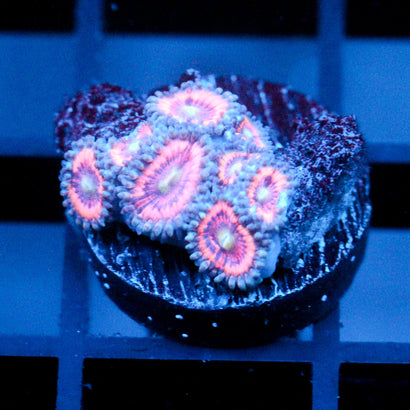 JC Armageddon Zoanthid