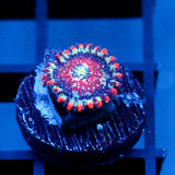 JC White Zombie Zoanthid