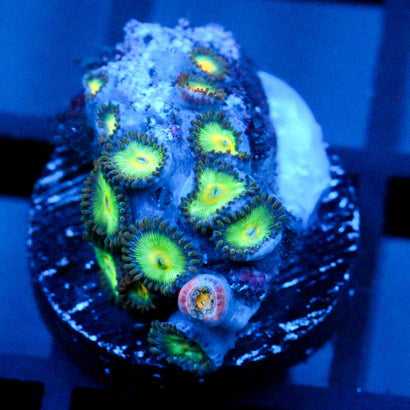JC Atomic Zoanthid