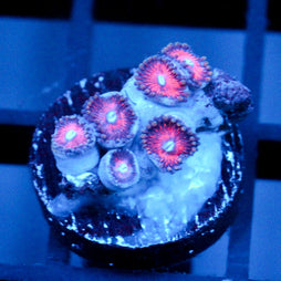 JC Sith Zoanthid
