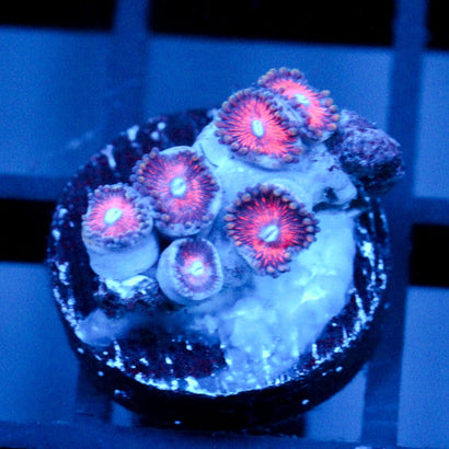 JC Sith Zoanthid