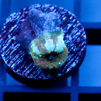 JC Chicken Pox Discosoma