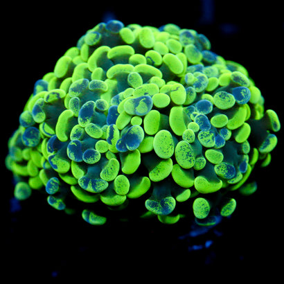 JC Splatter Hammer Multi head Split