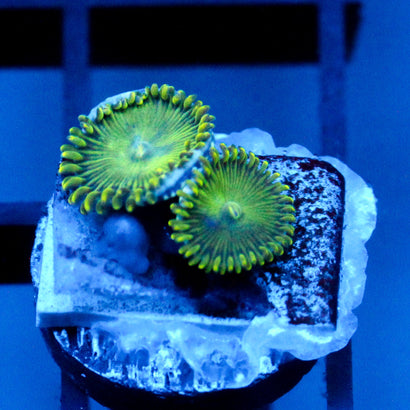 JC Lady Liberty Zoanthid