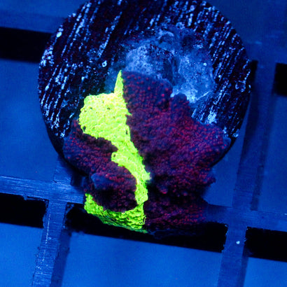 JC Eclectus Mushroom