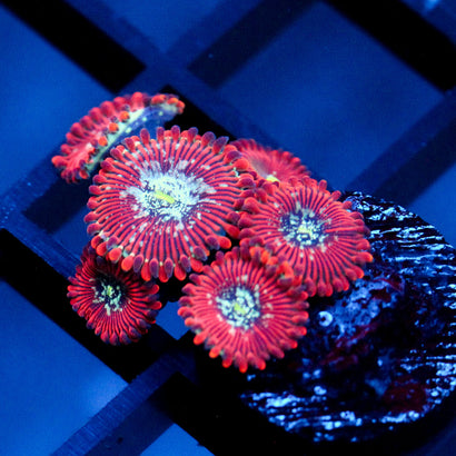 JC Magician's Zoanthid