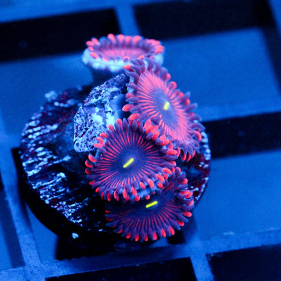 JC Purple People Eater Zoanthid