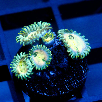 JC Hawaiian Ding Dang Zoanthid