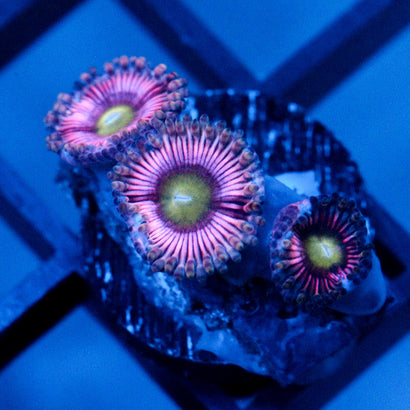 JC Sour Starburst Zoanthid