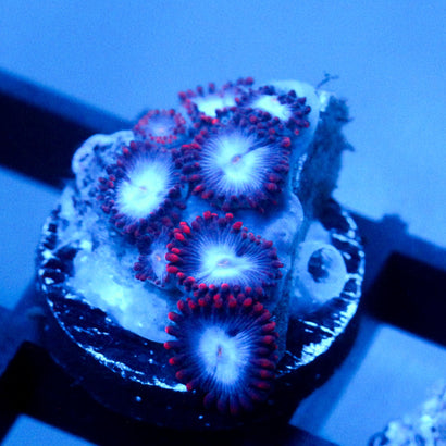 JC Molten Sulfer Zoanthid