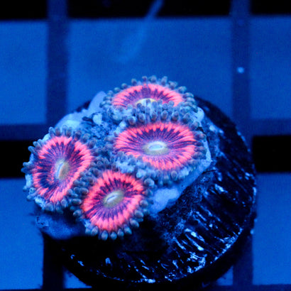 JC Armageddon Zoanthid