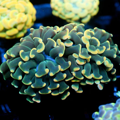 JC Lucky Charms Hammer