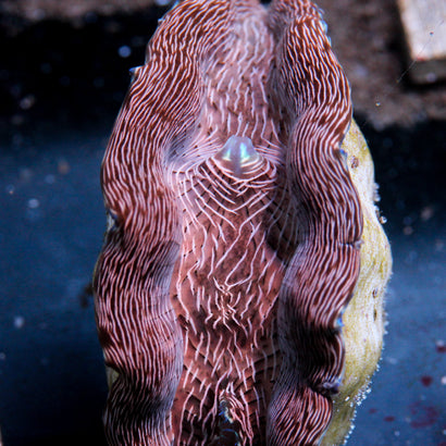 JC Zebra Derasa Clam