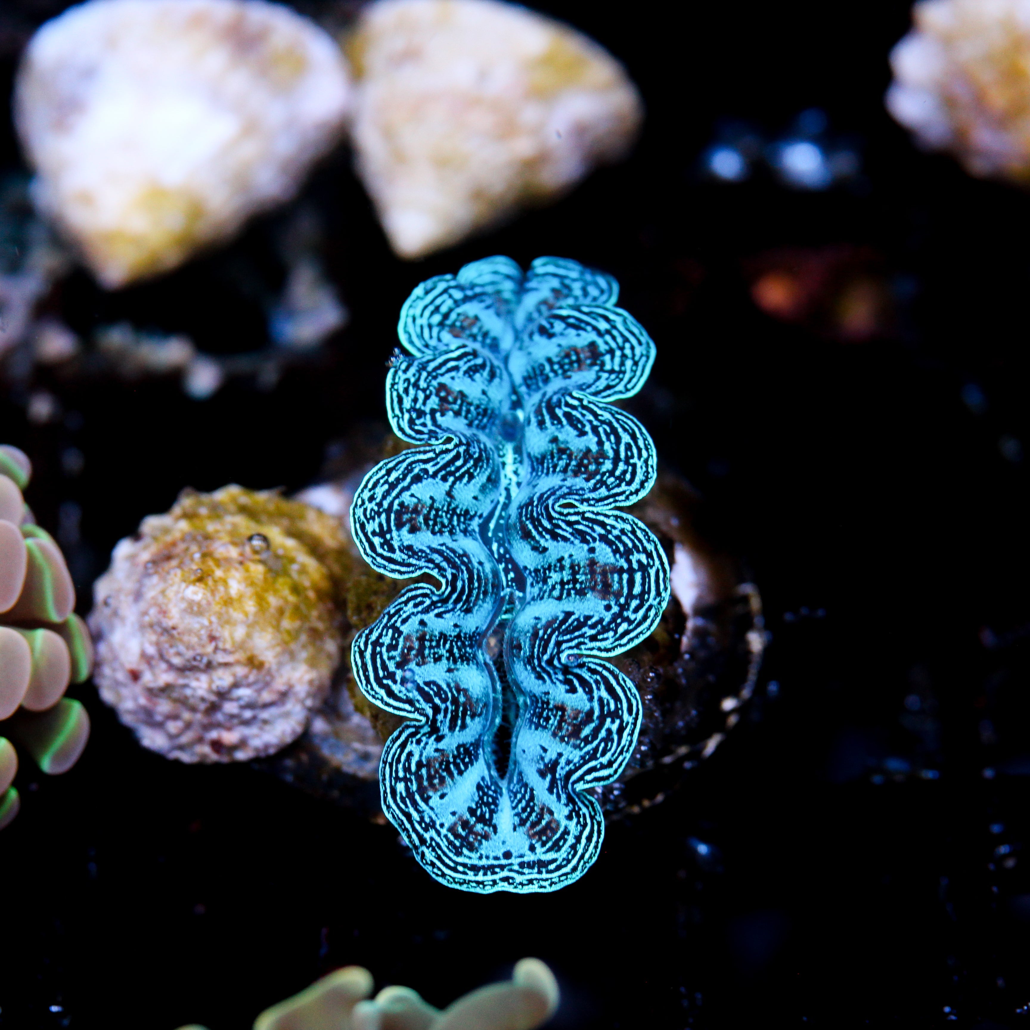 JC Crocea