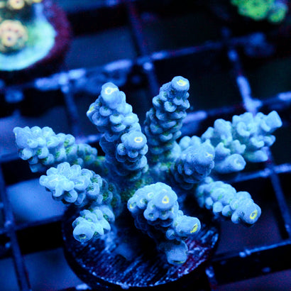 JC Cherenkov Radiation