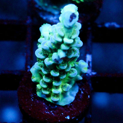 JC Lime Twist