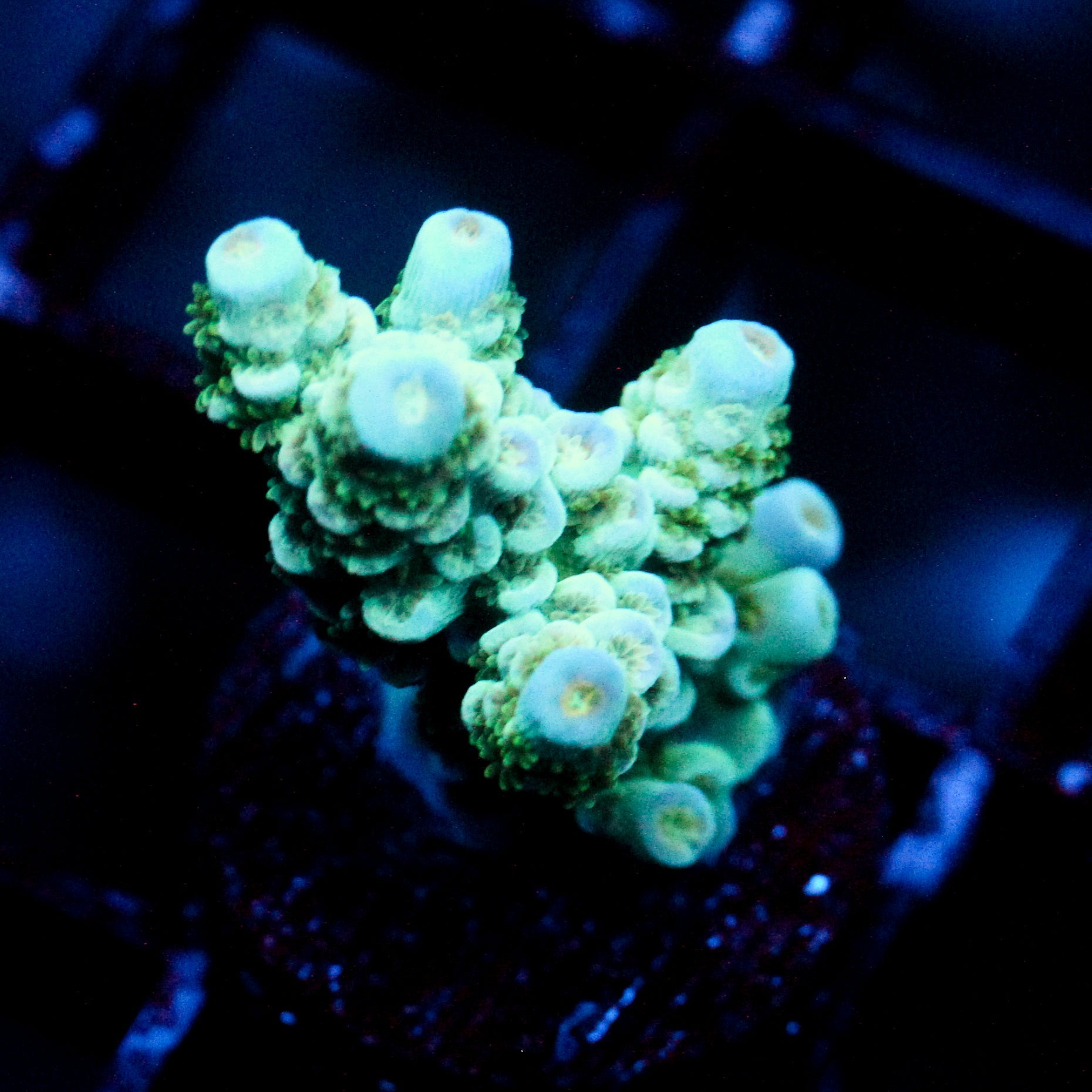 JC Ice Caps