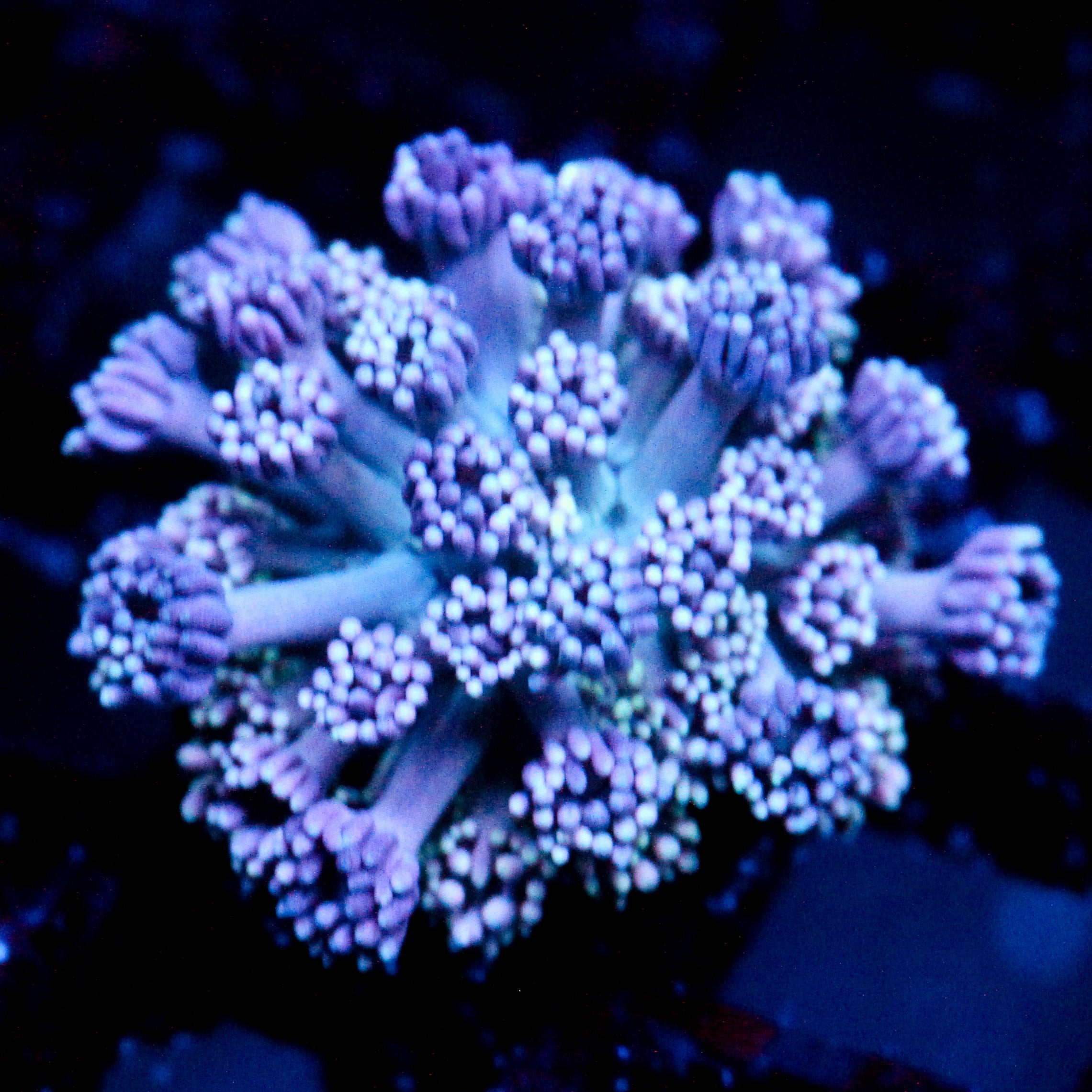 JC Purple Peace Goni