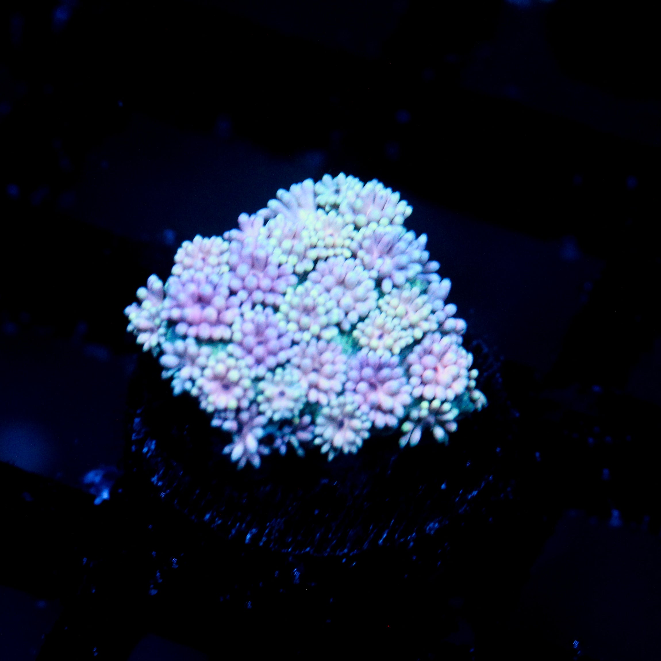 JC Flower Ball Goni