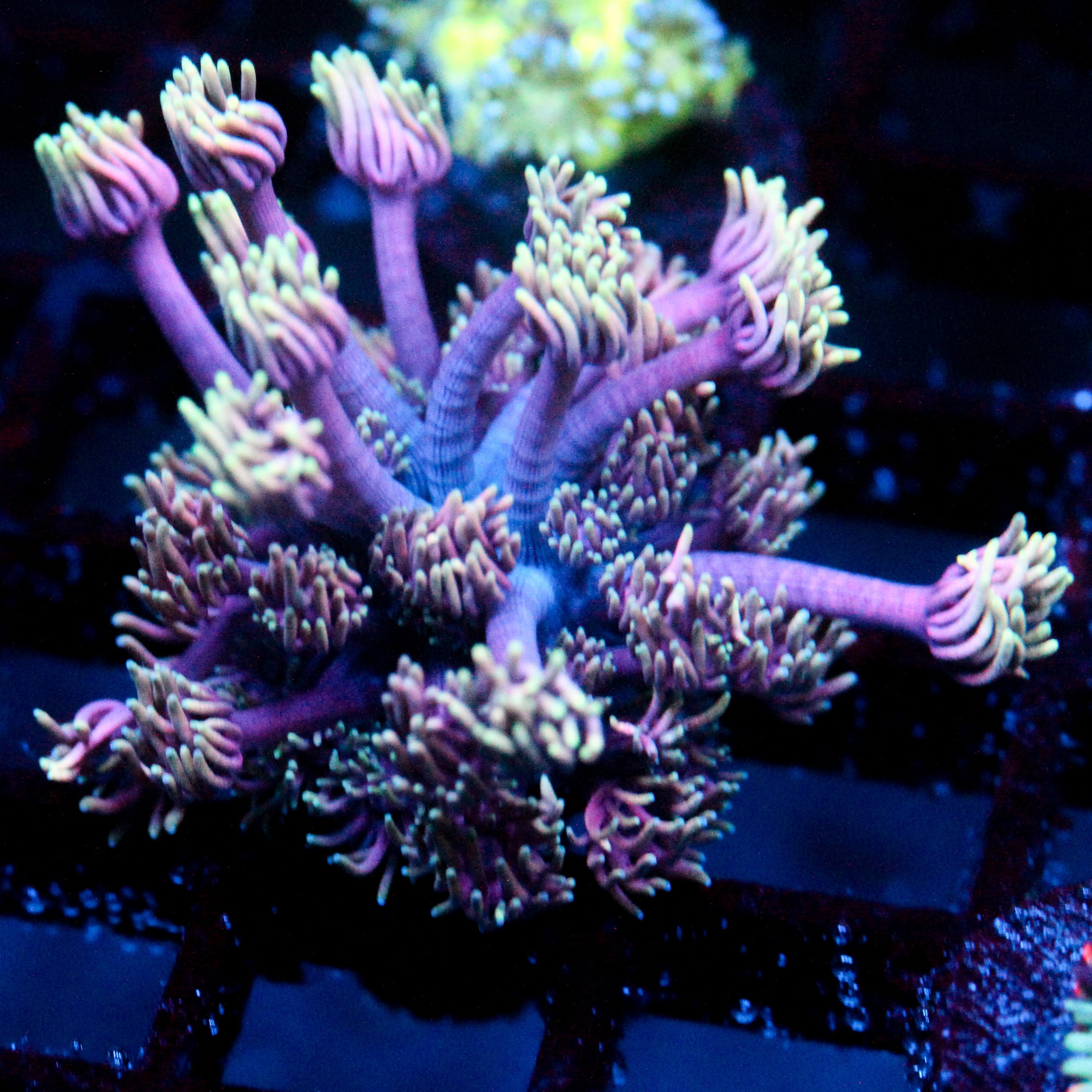 JC Neon Aura Goni