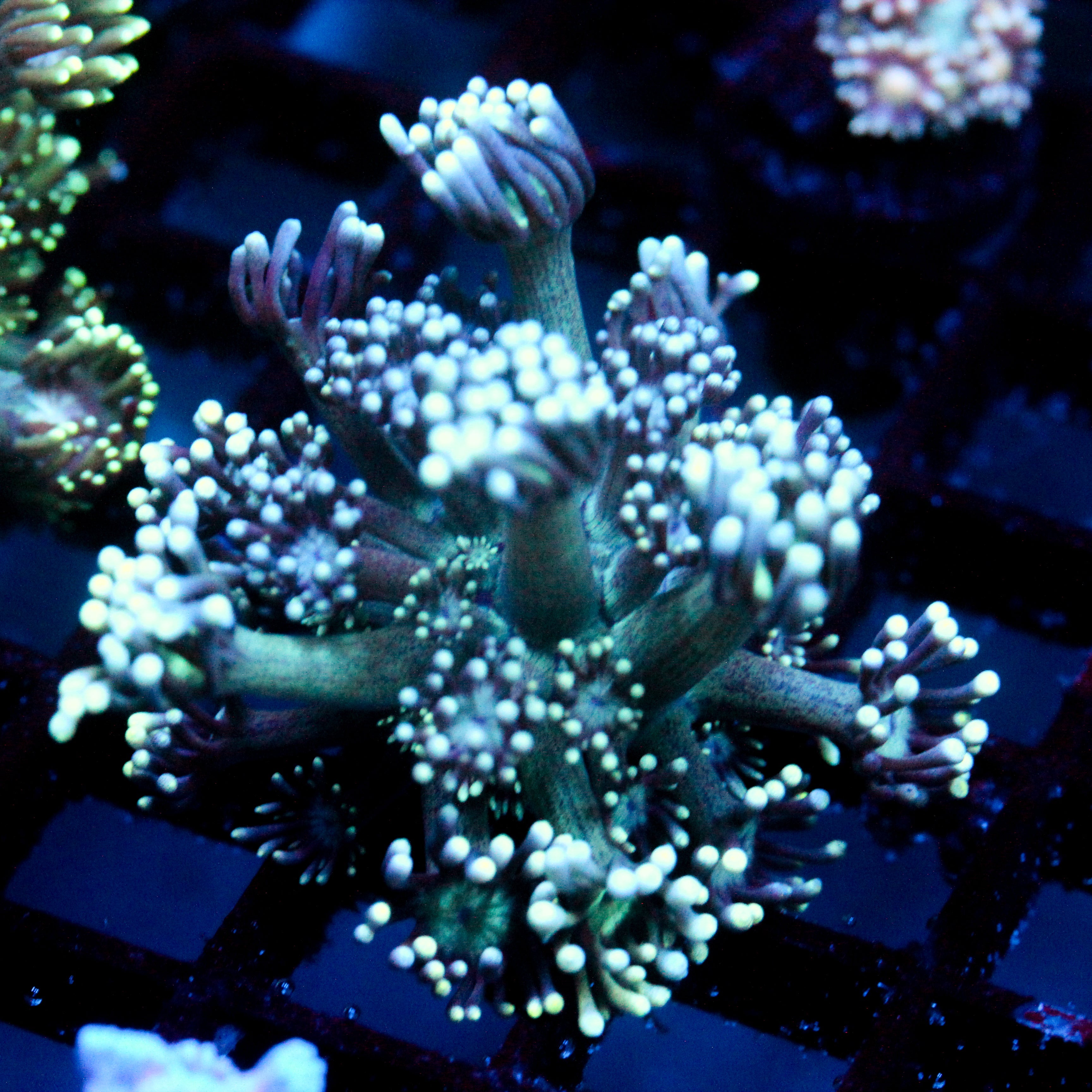JC Maelstrom Goni