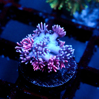 JC Pink Flux goni
