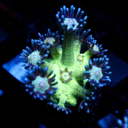 JC Peacock Goni