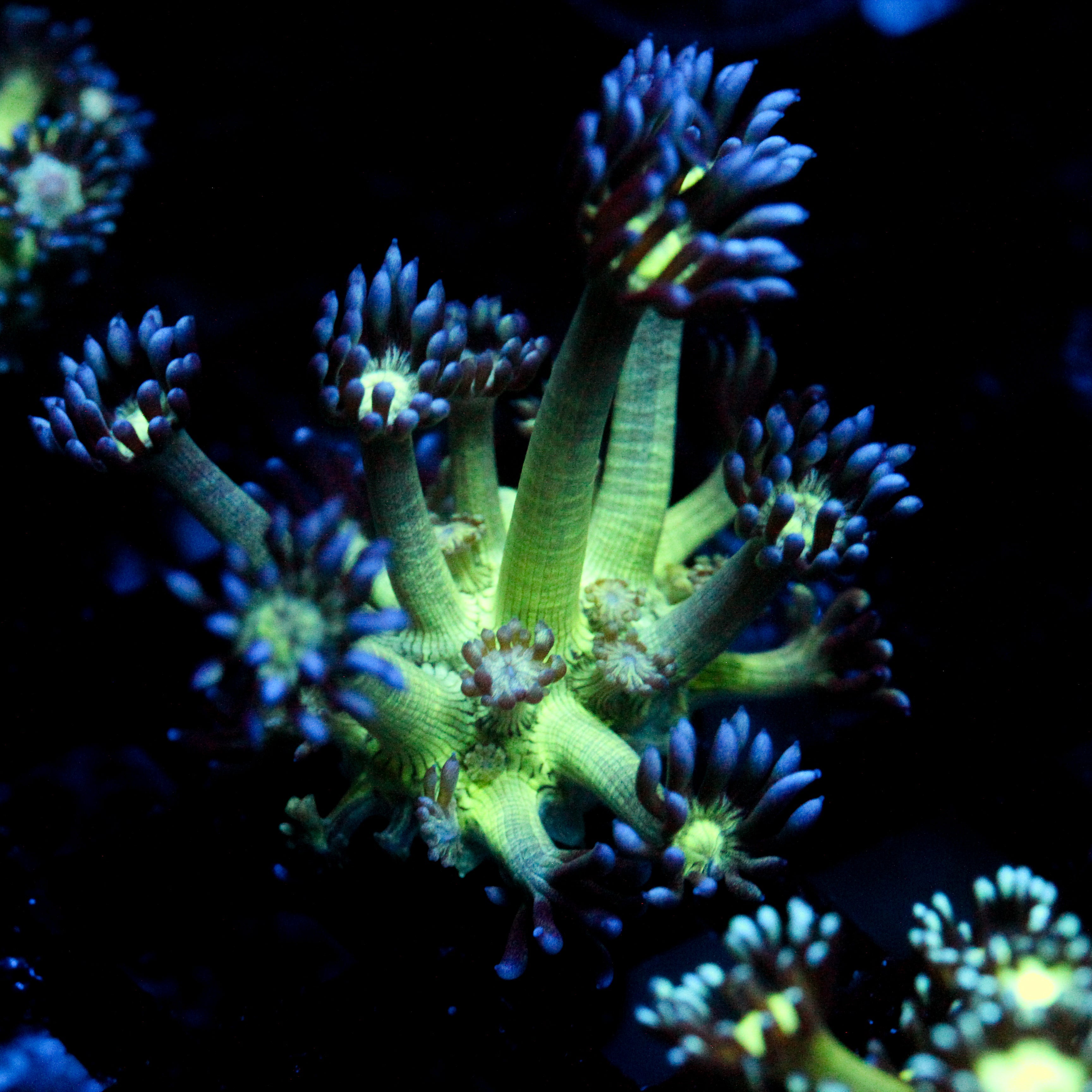 JC Peacock Goni