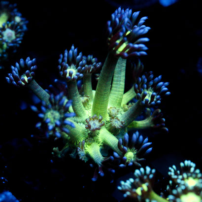 JC Peacock Goni