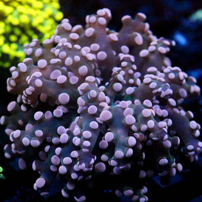 JC Pink Tip Octo