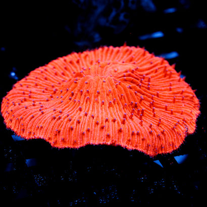 JC Highlighter Plate Coral