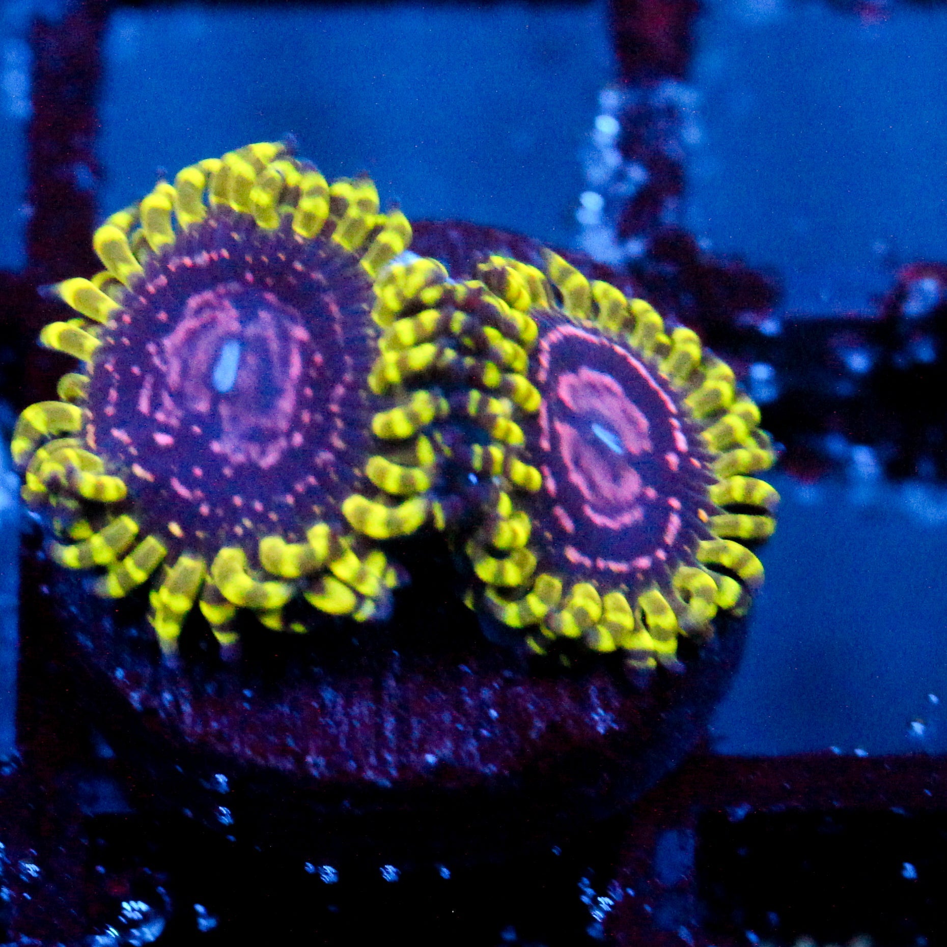 JC Purple Monster Zoanthid