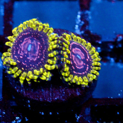 JC Purple Monster Zoanthid