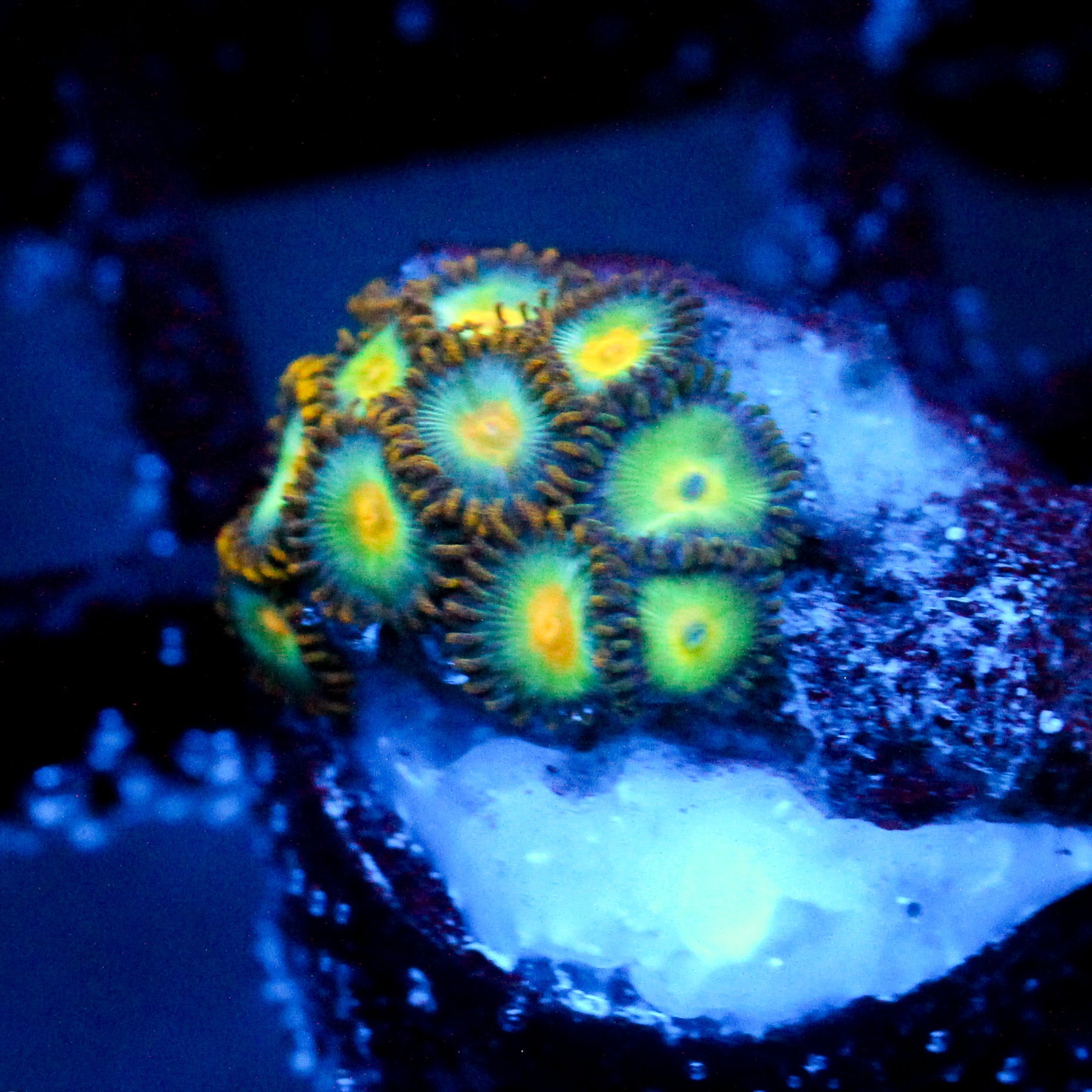 JC Saturn Zoanthid