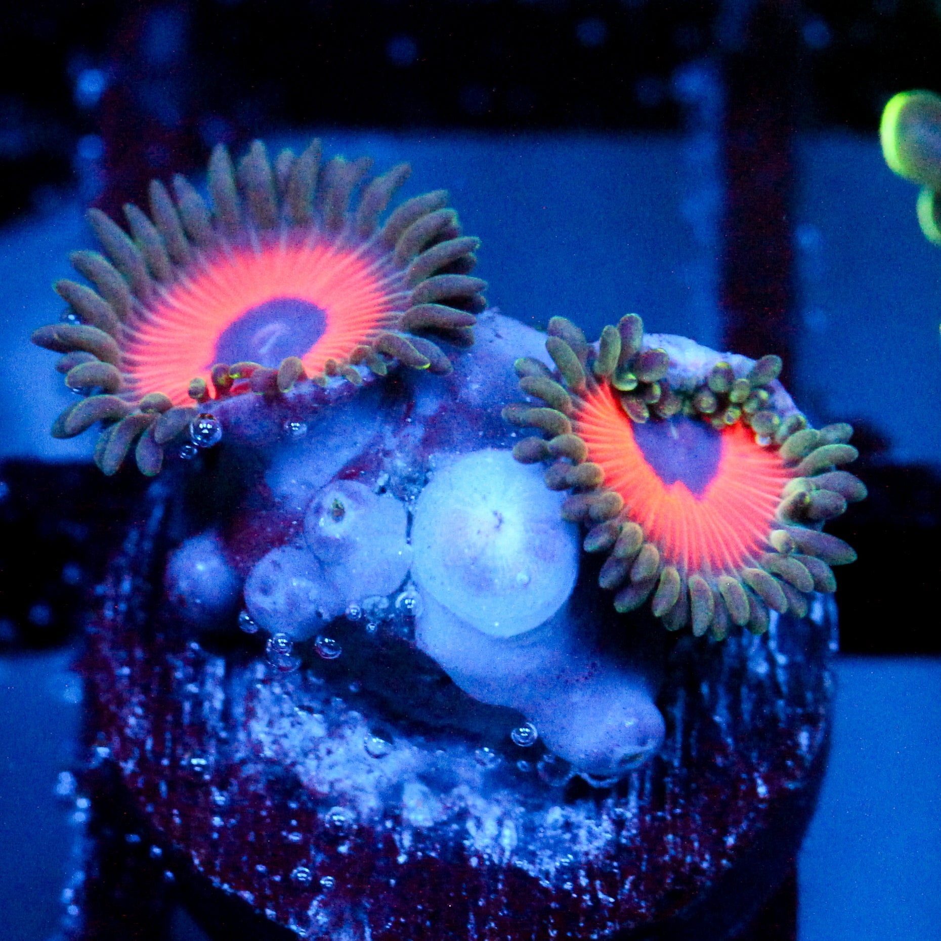 JF Fairy Tale Zoanthids