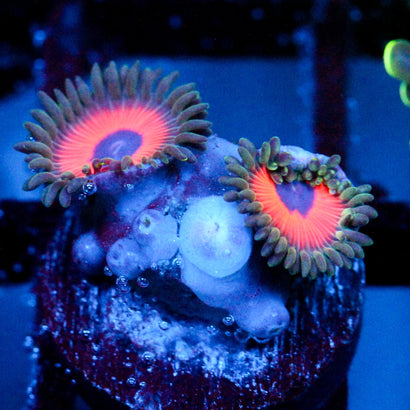 JF Fairy Tale Zoanthids