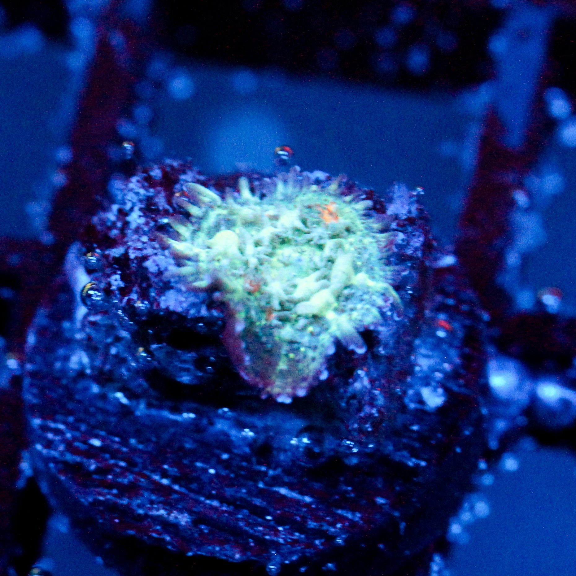 JC Bouncy Flames Rhodactis