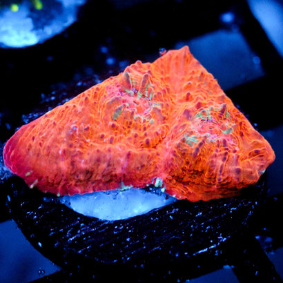 JC Orange Radiance Chalice