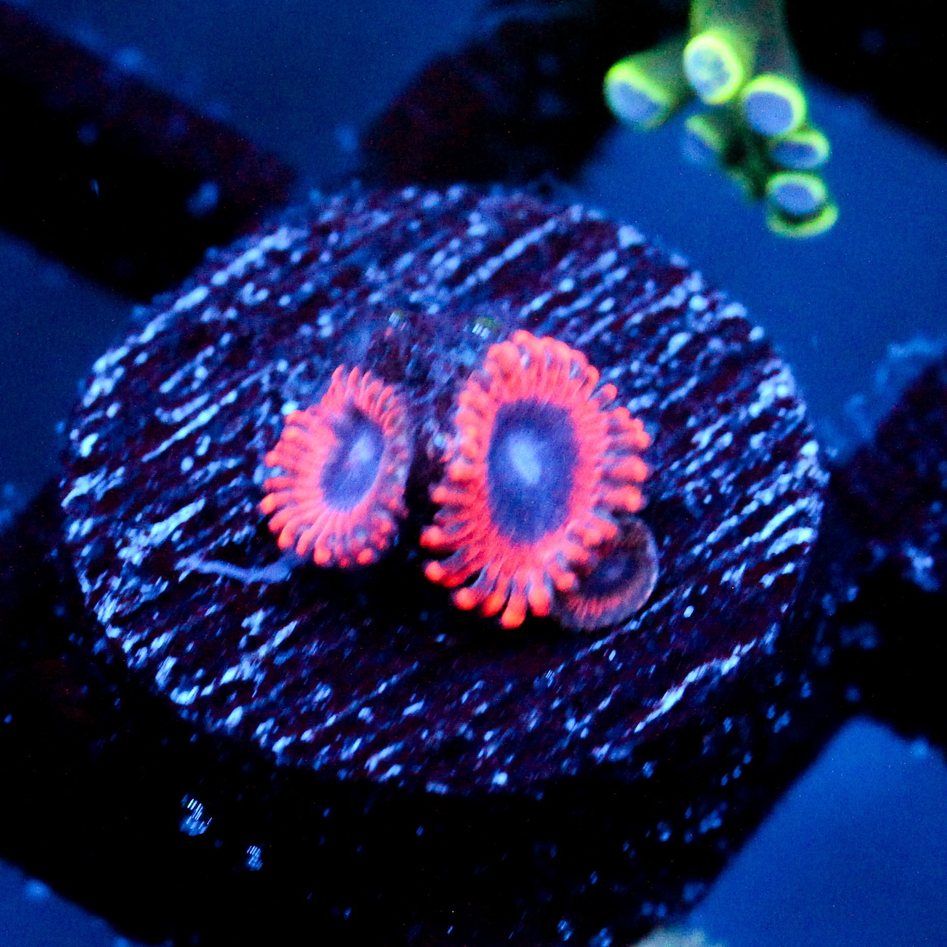 JC Typhloshion Zoanthid